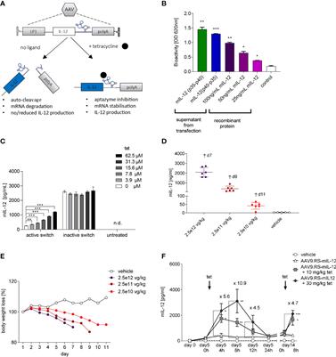 Riboswitch-controlled IL-12 gene therapy reduces hepatocellular cancer in mice